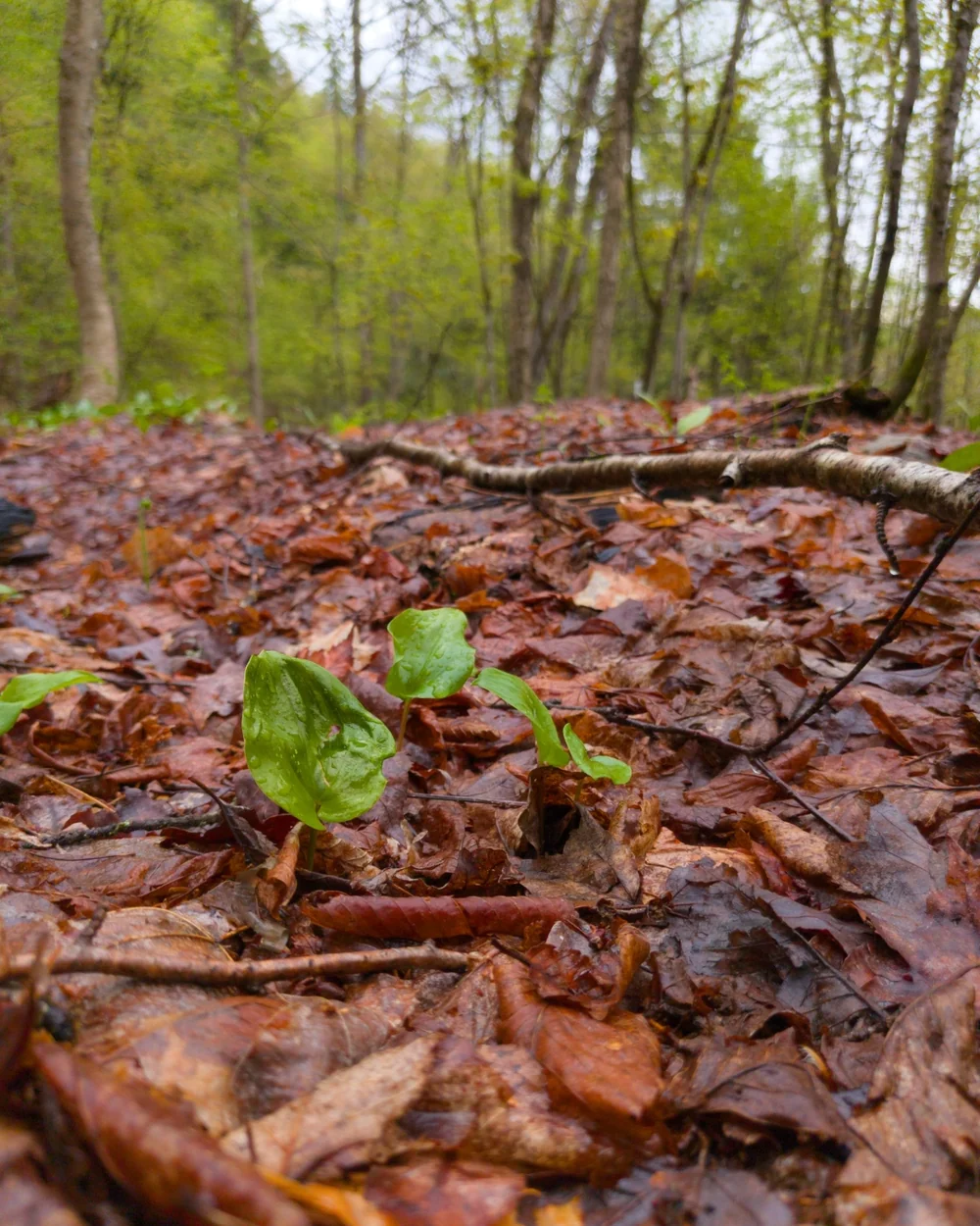 Seedlings and fallen needles on a forest floor in Qu&eacute;bec